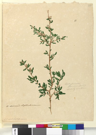 88. oldal Leptospermum flavescens, c.1803-06 (wc, toll, tinta és ceruza) alkotó: John William Lewin