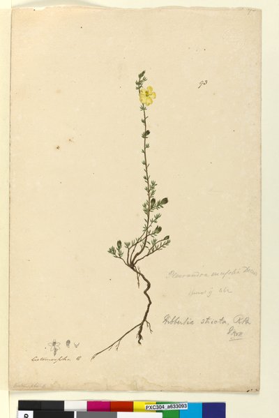 93. oldal Hibbertia stricta, c.1803-06 (wc, toll, tinta és ceruza) alkotó: John William Lewin
