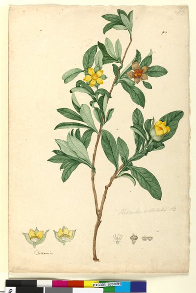94. oldal Hibbertia volubilis syn. Hibbertia scandens, c.1803-06 (wc, toll, tinta és ceruza) alkotó: John William Lewin