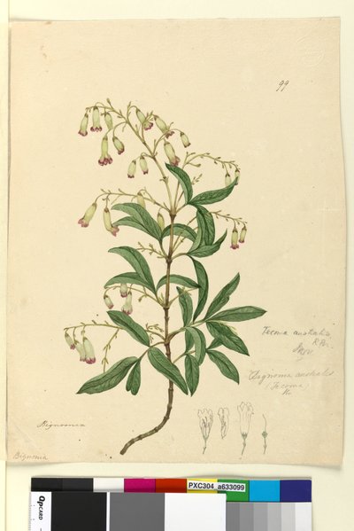 99. oldal Bignonia australisPandorea pandorana, c.1803-06 (wc, toll, tinta és ceruza) alkotó: John William Lewin