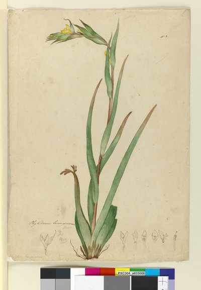 l. Phylidrum lanuginosum, c.1803-06 (wc, toll, tinta és ceruza) alkotó: John William Lewin