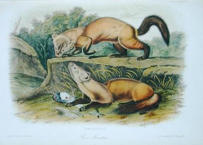 Pine Marten, 138-as tábla a „Quadrupeds of North America”-ból, metszett W.E. Hitchcock (színes litó) alkotó: John Woodhouse (after) Audubon