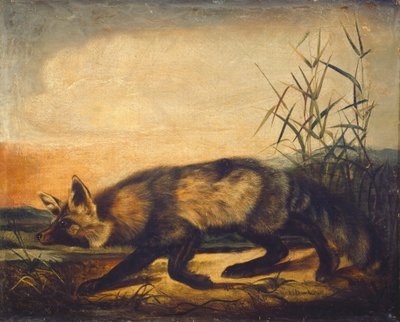 Hosszúfarkú vörös róka alkotó: John Woodhouse Audubon