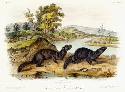 Mountain Brook Mink, 1849-1854 körül alkotó: John Woodhouse Audubon