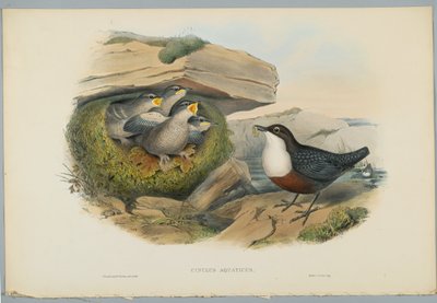 Cinclus Aquaticus - Vízi üstök vagy Göncöl, metszett H. C. Richter alkotó: John after Gould