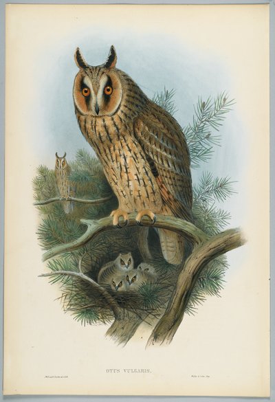Otus Vulgaris - Hosszúfülű bagoly, rajzolta J. Wolf, metszett H. C. Richter alkotó: John after Gould