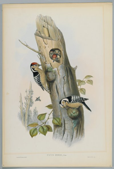 Picus Minor - kis pettyes harkály, metszett H. C. Richter alkotó: John after Gould