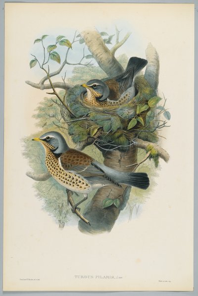 Turdus Pilarus - Boróka rigó, metszett H. C. Richter alkotó: John after Gould