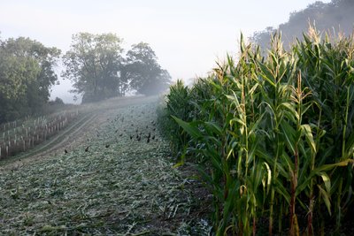The Goodwood Estate, West Sussex, Egyesült Királyság, 2019 (fotó) alkotó: Jon Nicholson