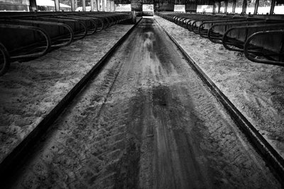 The Goodwood Estate, West Sussex, Egyesült Királyság, 2019 (fotó) alkotó: Jon Nicholson