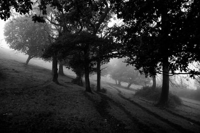 The Goodwood Estate, West Sussex, Egyesült Királyság, 2019 (fotó) alkotó: Jon Nicholson