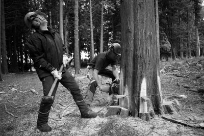 The Goodwood Estate, West Sussex, Egyesült Királyság, 2019 (fotó) alkotó: Jon Nicholson