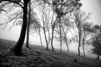 The Goodwood Estate, West Sussex, Egyesült Királyság, 2019 (fotó) alkotó: Jon Nicholson