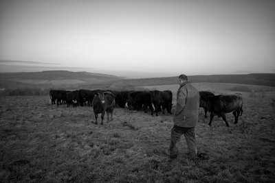 The Goodwood Estate, West Sussex, Egyesült Királyság, 2019 (fotó) alkotó: Jon Nicholson