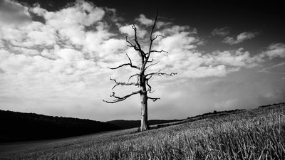 The Goodwood Estate, West Sussex, Egyesült Királyság, 2020 (fotó) alkotó: Jon Nicholson
