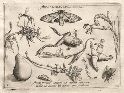 Archetípusok és tanulmányok: A halál az a vonal, amely mindennek a végét jelzi (II. rész, 5. tábla) alkotó: Joris Hoefnagel