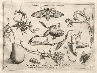 Archetípusok és tanulmányok: A halál az a vonal, amely a II. rész végét jelzi, 5. tábla, 1592. alkotó: Joris Hoefnagel