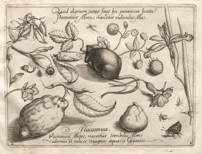 Archetípusok és tanulmányok: Mi derülhet ki egy ilyen barlangszerű ígéretnek megfelelően, 1592. alkotó: Joris Hoefnagel