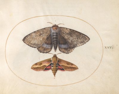  alkotó: Joris Hoefnagel