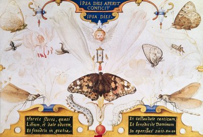 Diptichon virágokkal és rovarokkal, 1591 (maruflázs és pergamen a panelen) alkotó: Joris Hoefnagel