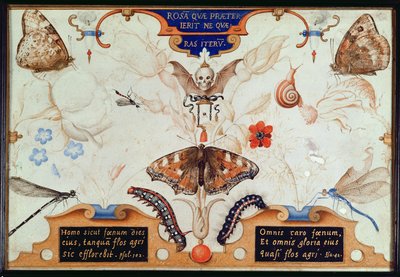 Diptichon virágokkal és rovarokkal, 1591 (maruflázs és pergamen a panelen) alkotó: Joris Hoefnagel