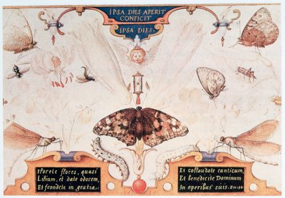 Diptichon virágokkal és rovarokkal, 1591. alkotó: Joris Hoefnagel