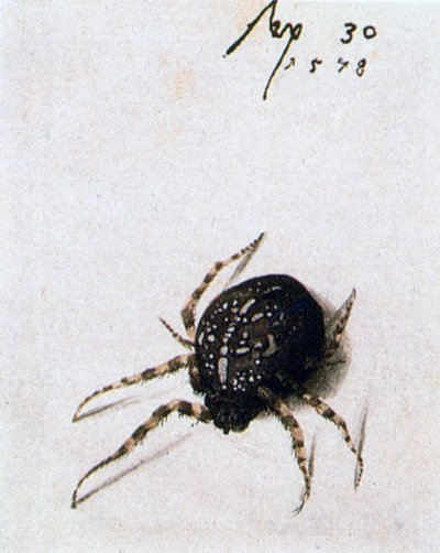 Női pók, 1578 alkotó: Joris Hoefnagel