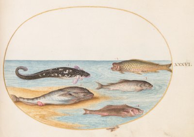 Hal, 1575-80 körül alkotó: Joris Hoefnagel