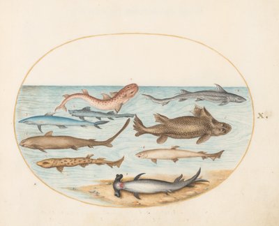 Hal, 1575-80 körül alkotó: Joris Hoefnagel
