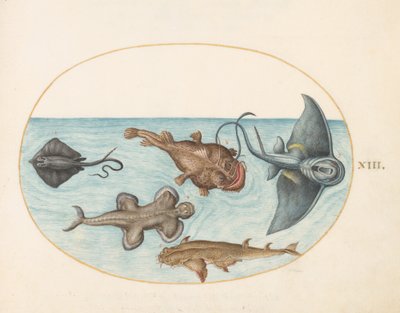 Hal, 1575-80 körül alkotó: Joris Hoefnagel
