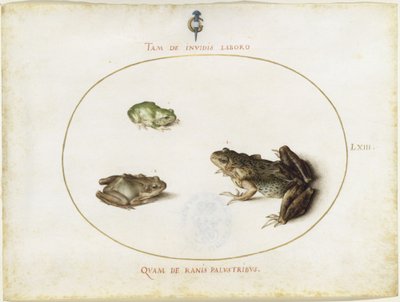  alkotó: Joris Hoefnagel