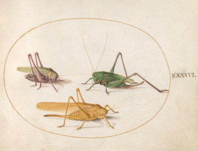 Szöcske, 1575-80 körül alkotó: Joris Hoefnagel
