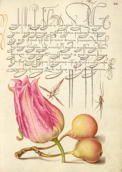 Képzeletbeli rovar, tulipán, pók és közönséges körte alkotó: Joris Hoefnagel