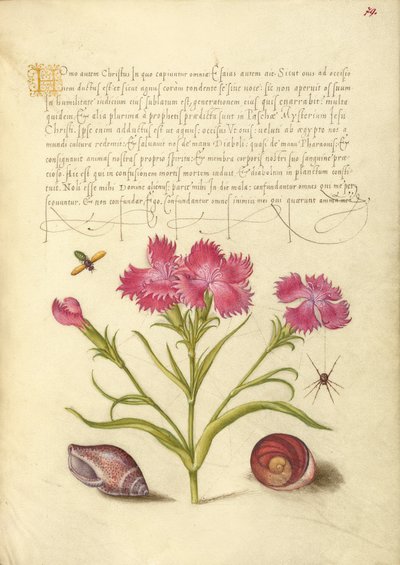 Rovar, Sweet William, pók, tengeri puhatestű, és a Santa Lucia szeme alkotó: Joris Hoefnagel