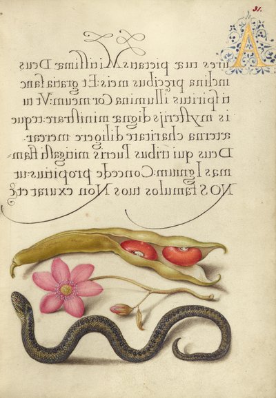 Vese bab, mákos anemone, és Vipera alkotó: Joris Hoefnagel