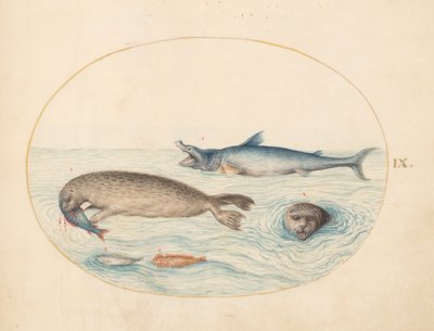 Tengeri lények, 1575-80 körül alkotó: Joris Hoefnagel
