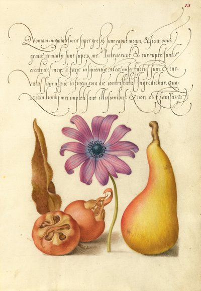 Medlar, Poppy Anemone, és a körte alkotó: Joris Hoefnagel