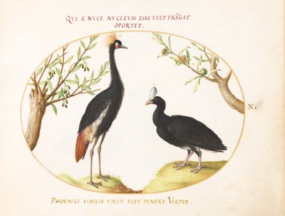 10. tábla: Szürke koronás daru és sisakos Curassow alkotó: Joris Hoefnagel
