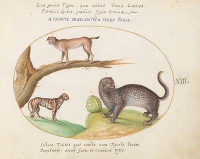 13. tábla: Egy tigris, egy hiúz és egy jaguár(?) alkotó: Joris Hoefnagel