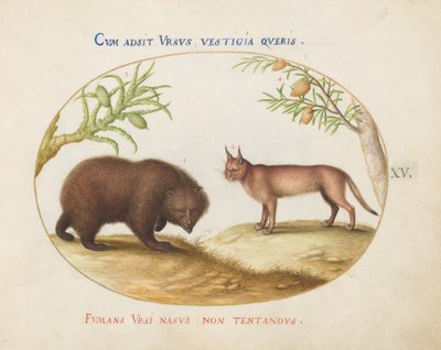 15. tábla: Egy medve és egy hiúz(?) alkotó: Joris Hoefnagel