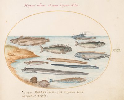 17. tábla: tőkehal, Weever Fish, angolna és egyéb halak alkotó: Joris Hoefnagel
