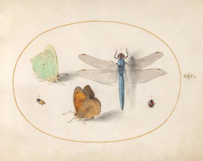 17. tábla: citromlepkék és szemeslepkék (?), egy kék szitakötő és két kis rovar alkotó: Joris Hoefnagel