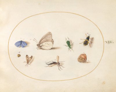  alkotó: Joris Hoefnagel