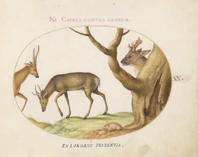 20. tábla: Háromféle szarvas szarvas marha egérrel (?) alkotó: Joris Hoefnagel
