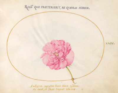 24. tábla: Pink Rose alkotó: Joris Hoefnagel