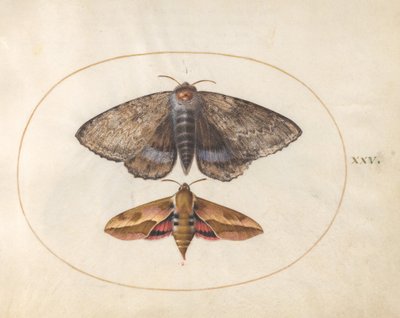 25. tábla: Blue Underwing Moth és Spurge Hawk Moth alkotó: Joris Hoefnagel