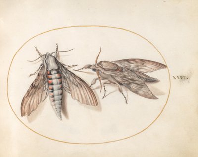 26. tábla: Két szenderlepke alkotó: Joris Hoefnagel