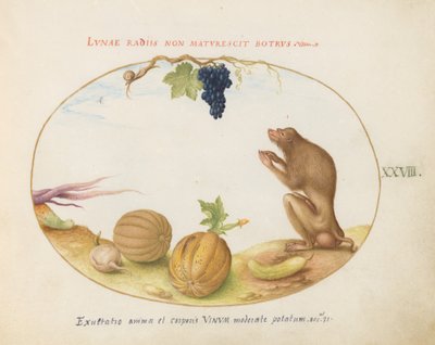 28. tábla: "Tartarine" (Barbary makákó?) Gyümölccsel és egy csigával alkotó: Joris Hoefnagel