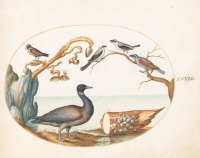 28. tábla: Barnacle Goose srike-ekkel és más madarakkal alkotó: Joris Hoefnagel