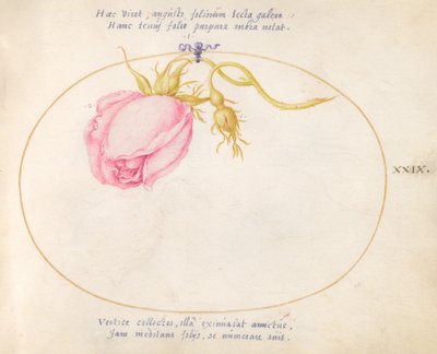 29. tábla: Pink Rose and Rosebud alkotó: Joris Hoefnagel